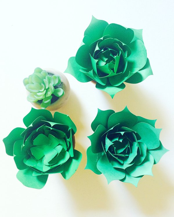 Green paper succulents top view